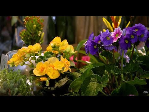 Video: Jardinería con plantas exóticas: conocimientos de jardinería