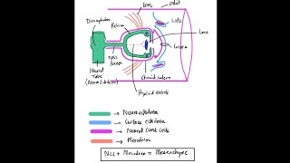 Clinical Embryology of The Eye - Part 1 (Basics) screenshot 2