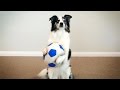 Splash the Border Collie Performs the Most Epic of Dog Tricks!