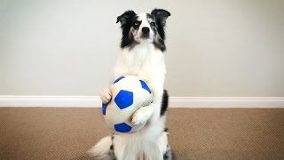 Splash the Border Collie Performs the Most Epic of Dog Tricks!