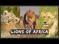 Lions in 4K | Exotic Animals Screensaver | 1 Hour Video of African Safari Wildlife & Relaxing Music