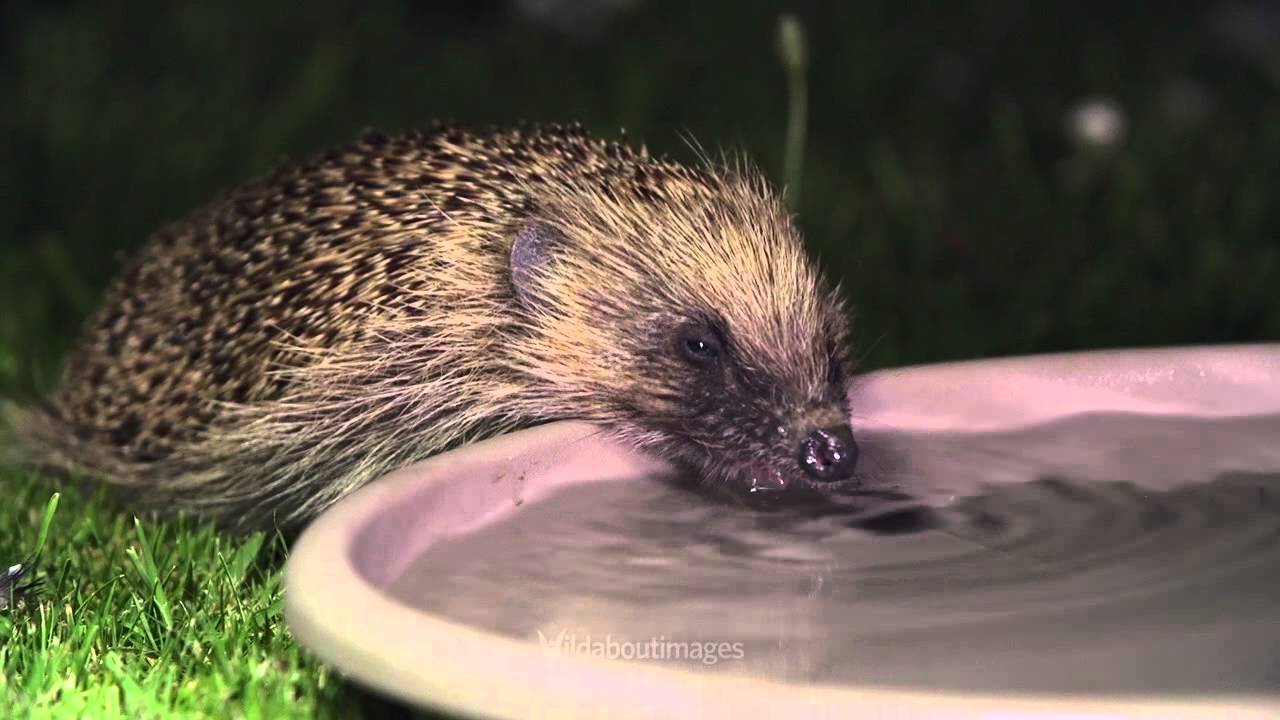 Hedgehog drinking water YouTube