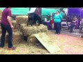 Ricky Bobby Barn Hunt Master Leg #1 Ricky Bobby Barn Hunt Master Leg #1