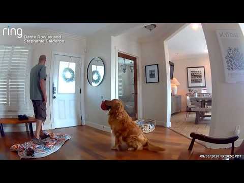 Dog greets home intruder with an unexpected game of fetch