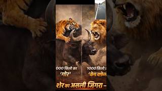 कौन है जंगल का असली किंग? सबसे खतरनाक शिकारी का खुलासा! #shorts  #lion