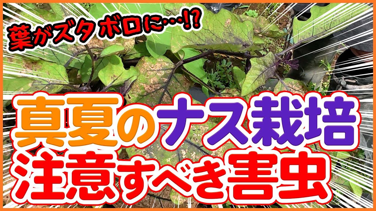 Eggplant leaves fall apart when growing in midsummer! ? A thorough