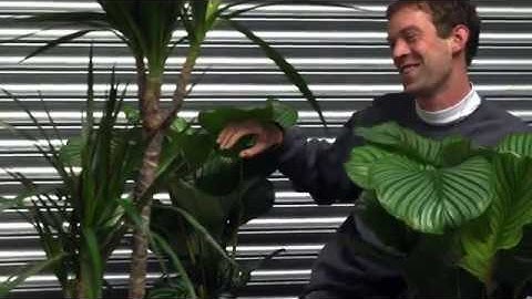 Karel aka Kamerplant Compositie - Life (video: Lynette Darleen)