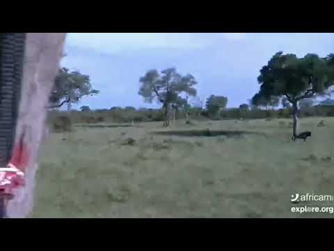 Leopard eyes wildebeest @ Nkhoro Dec 29 2019