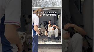 3 breeds we would NOT recommend 🐾#dogs #dogbreed #puppy