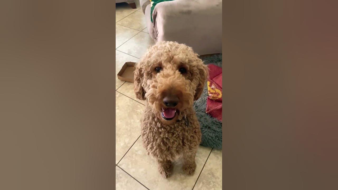Fluffy GoldenDoodle - YouTube