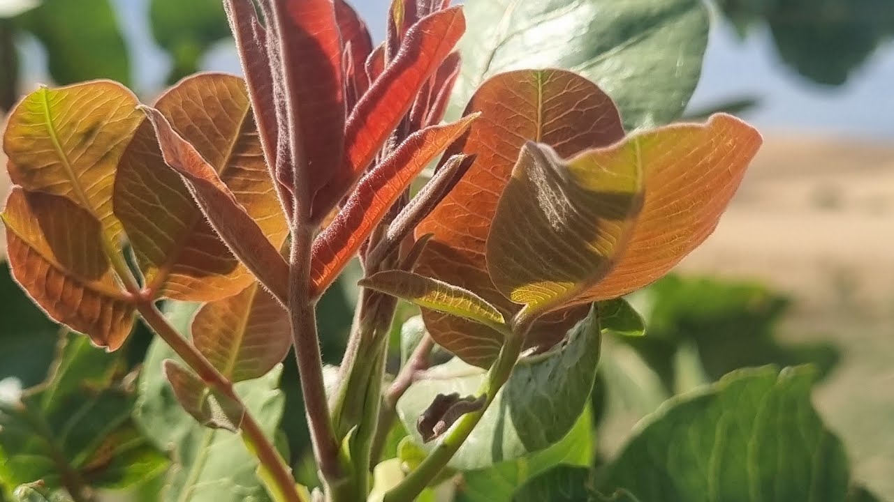 ANTEPFISTIĞI BAHÇE KONTROLLERİ( HASTALIK ZARARLI TAKİBİ)