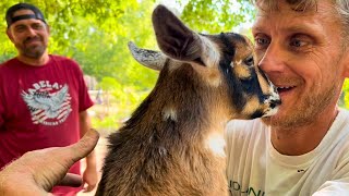 We got a Baby Mini Nubian Goat! ❤️