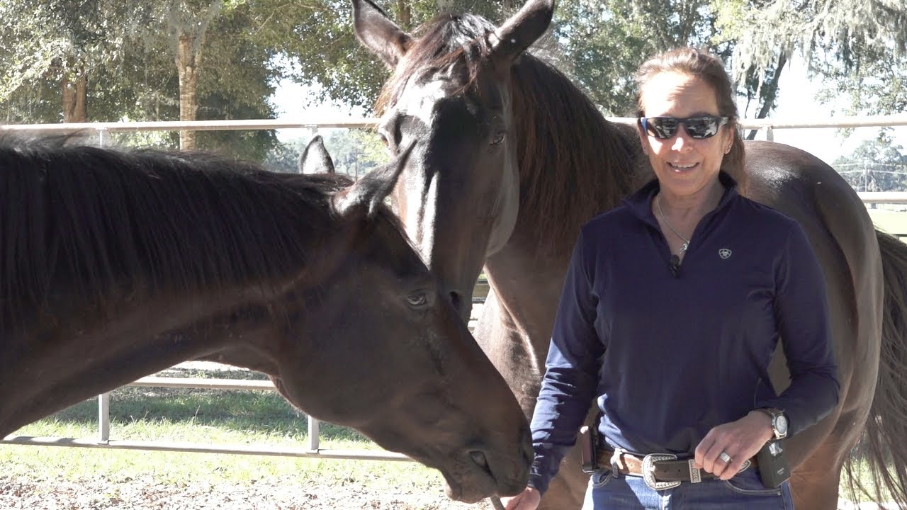 Problem Horses: Turning Problems into Positive Experiences for You & Your Horse