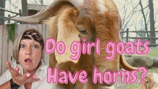 Do girl goats have horns?