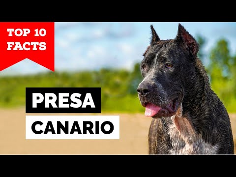 Presa Canario – Top 10 Facts