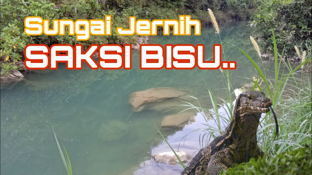  berburu biawak menggunakan  hewan  kaki  empat Yang  