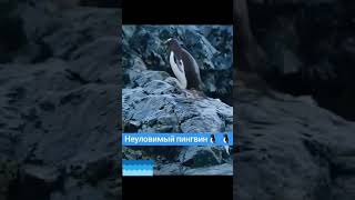 Отчаянный Неуловимый Пингвин
