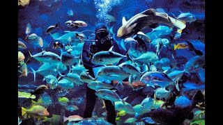 Океанариум Сочи - Sochi Discovery World Aquarium. Шоу - Кормление рыб