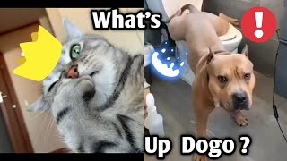 Cute Cats And Dogs Doing Funny And Cute Things Ultimate Compilation | Tiktok Virals Etc. by INDIE VIRAL CONTENT 100 views 3 years ago 16 minutes