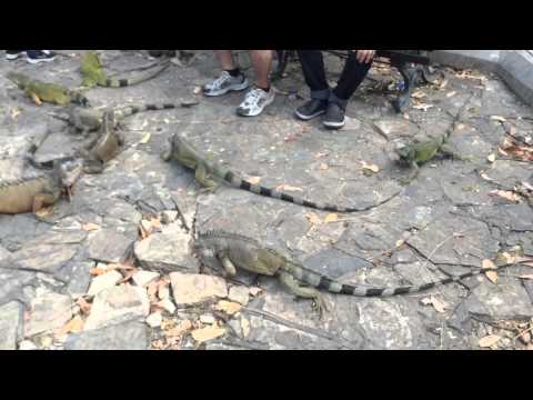 Iguanas in Parque Seminario, Guayaquil, Ecuador