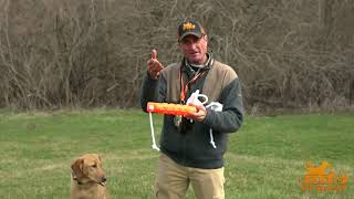 Which Color Dt Retrieving Dummies To Use When Training