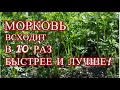 В 10 раз быстрее и лучше всходят семена МОРКОВИ, если Вы знаете этот фокус.