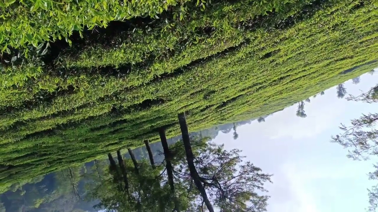 Munnar Vibes Visuals