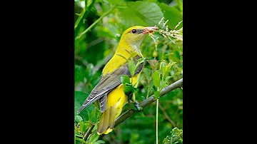 صوت البوصفير الاصلي للصيد جوده عاليه 