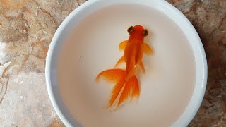 Download Lagu Fakta Unik Ikan Mas Koki Bali Si Ikan Hias Sang Raja / Facts of Balinese Goldfish You Should to Know MP3