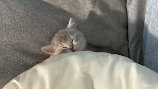 😂 Funniest Cats and Dogs Videos 😺🐶 || 🥰😹 Hilarious Animal Compilation №329 by Animal Zone 6,667 views 1 month ago 20 minutes