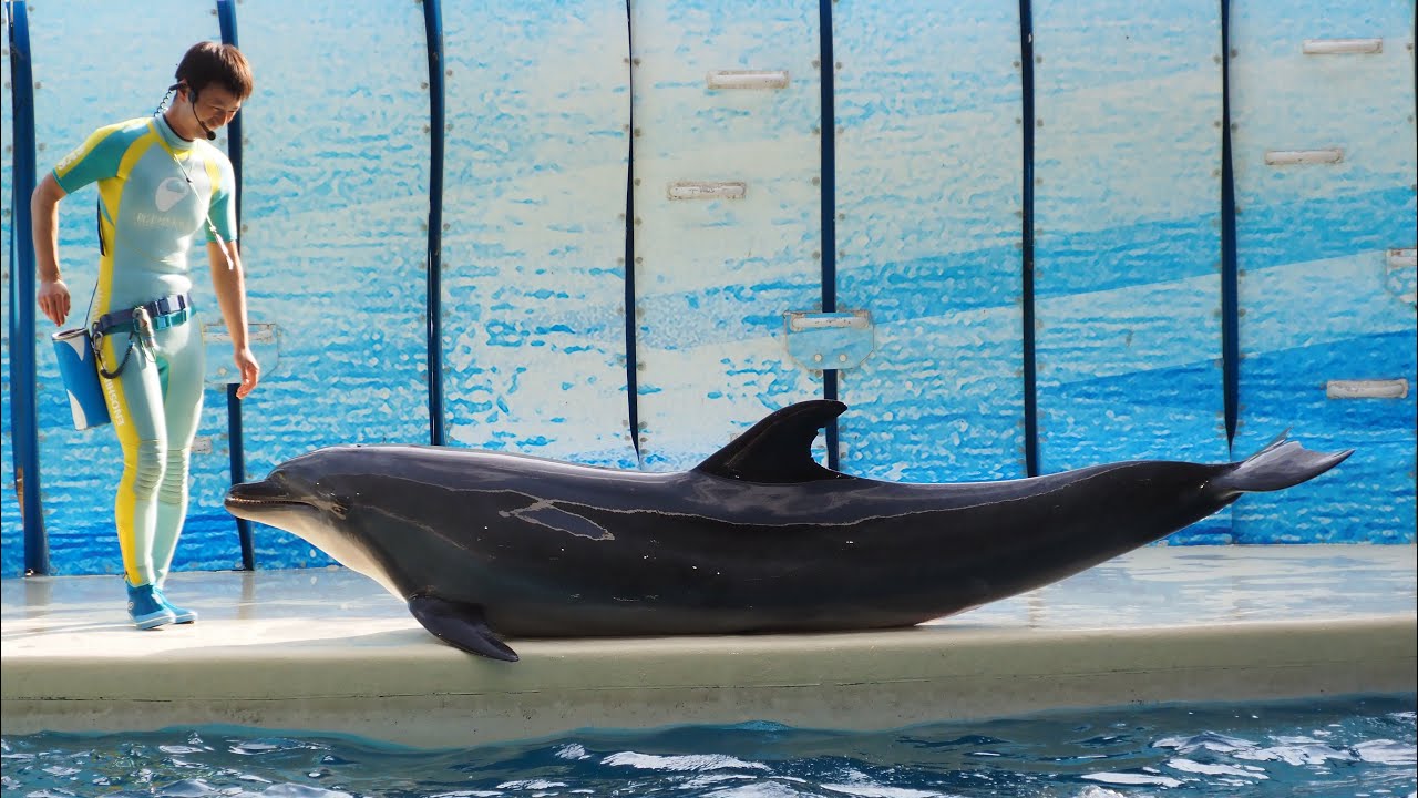 April 25, 2026 Today's Dolphin Time / Enoshima Aquarium - YouTube