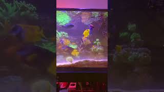 S-1000 &amp; Flipper Edge Max #lps #anemone #sps #fyp #trending #hobby #reeftank #reef #aquarium #reels