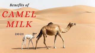 The benefits of camel milk 2021