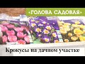 Голова садовая - Крокусы на дачном участке