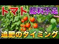 【トマト栽培】追肥を与えるタイミングと見極め方!肥料が不足している症状を解説します!