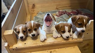 Jack Russell puppies