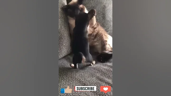 Watch THIS HILARIOUS Animal Video and See What Happens Next!