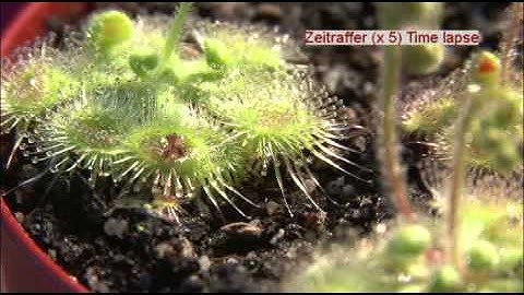 Catapulting Tentacles in Drosera glanduligera