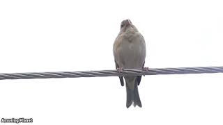 Common Sparrow Bird - House Sparrow - Common Sparrow - Birders - Bird Watching - Sparrow