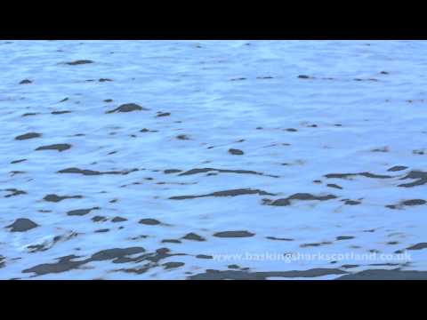 Bottlenose Dolphins at the Isle of Coll