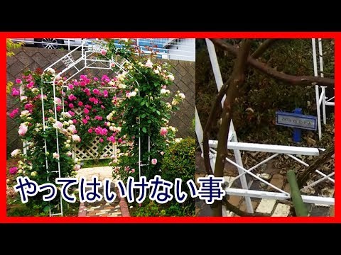 ピエールドゥロンサールの剪定と誘引 アーチ 日本一人気の薔薇 その証 Youtube