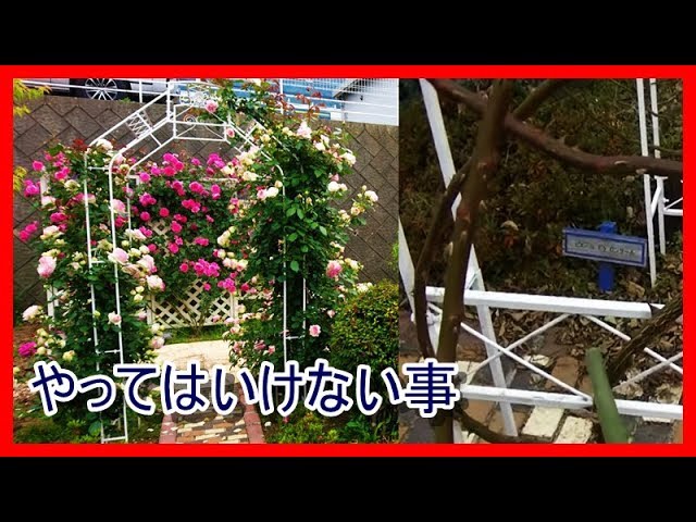 ピエールドゥロンサールの剪定と誘引 アーチ 日本一人気の薔薇 その証 Youtube