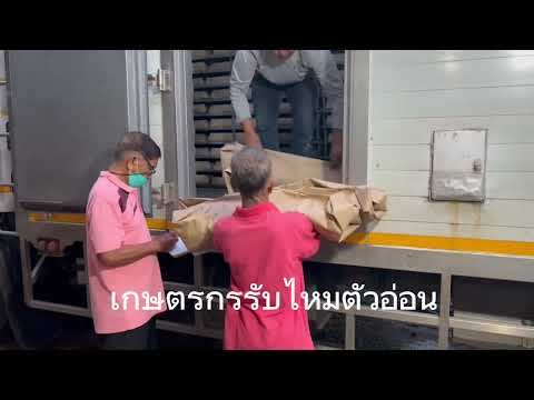 How to Collect Young Silkworms