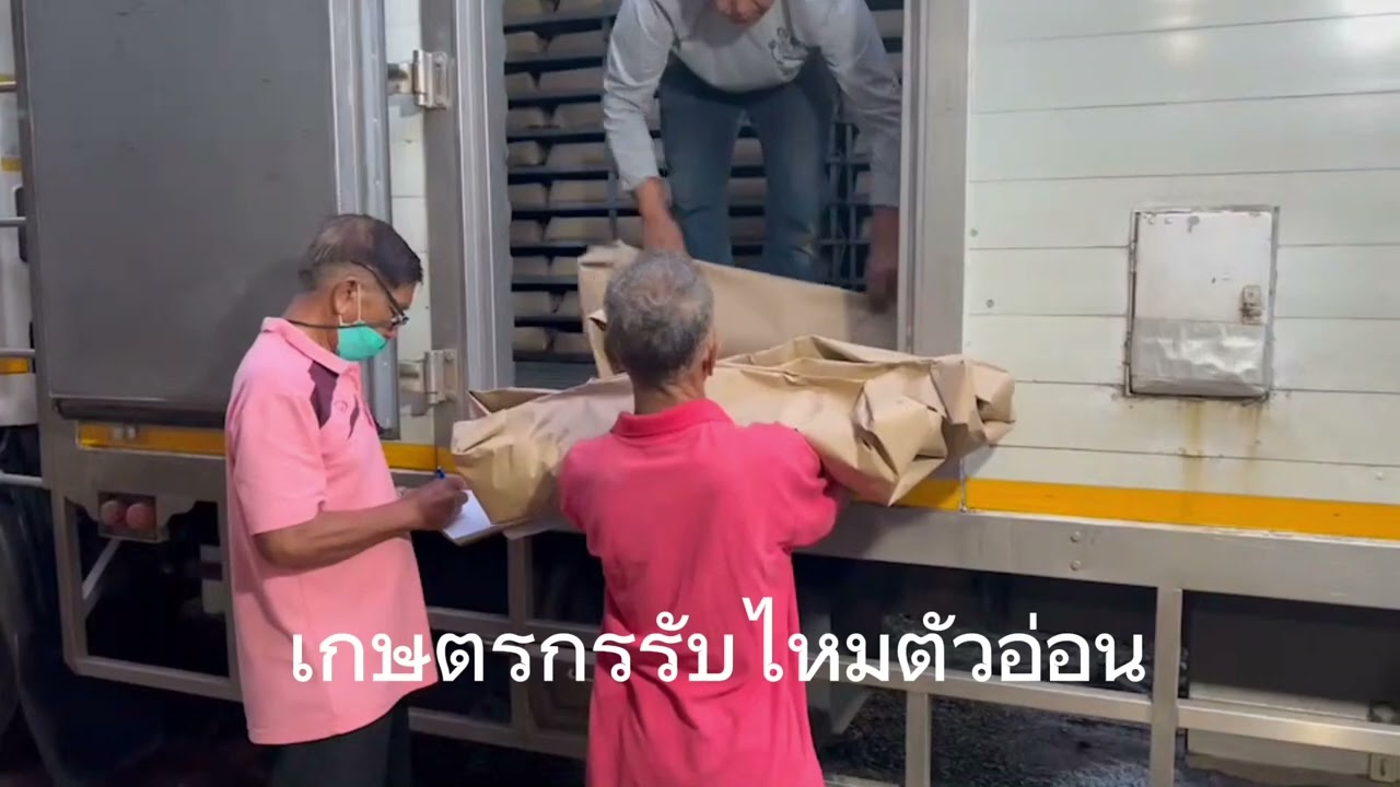 การรับไหมวัยอ่อน