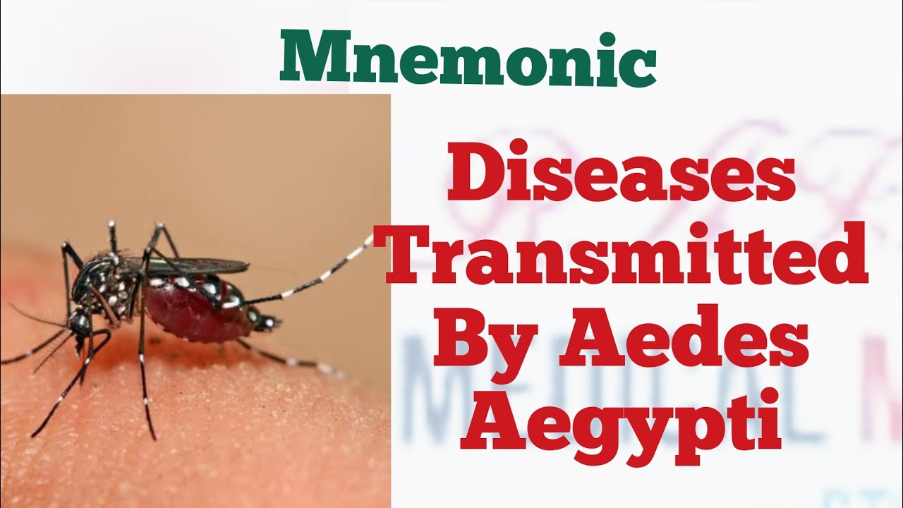 Which Diseases Are Transmitted By Aedes Mosquito Mnemonic Youtube