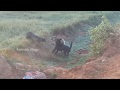 Rural Village Dog Meeting !! Greek Harehound And Aspin Pets In My Village In The Evening