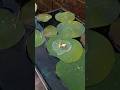 পদ্মের পরিচর্যা #trendingshorts #rooftopgarden#viral #Nelumbonucifera#nationalflower #nationalflower