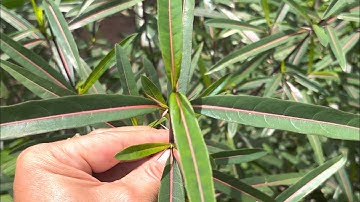 Trị Khớp kêu Lục Cục, Khô Khớp, Viêm Khớp, Nhức Xương Khớp. PHAN HẢI Channel