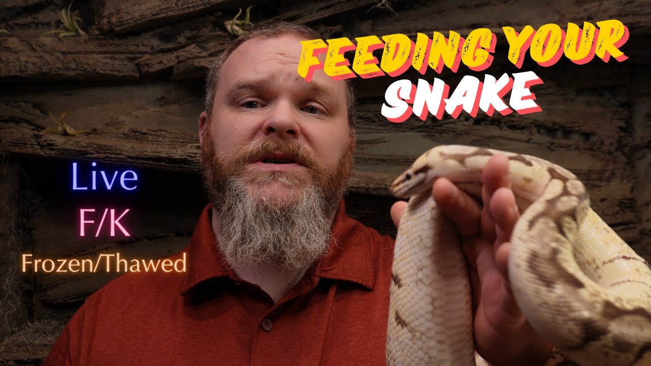 Picture of Feeding a Snake with Frozen Mice