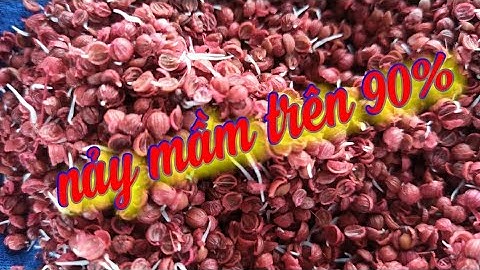Cách ngâm ủ hạt ngò rí mới đơn giản